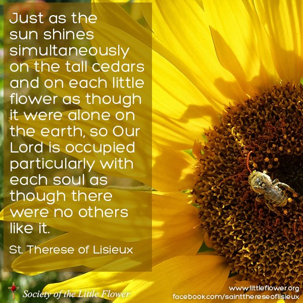 Close up photo of a bee on a sunflower