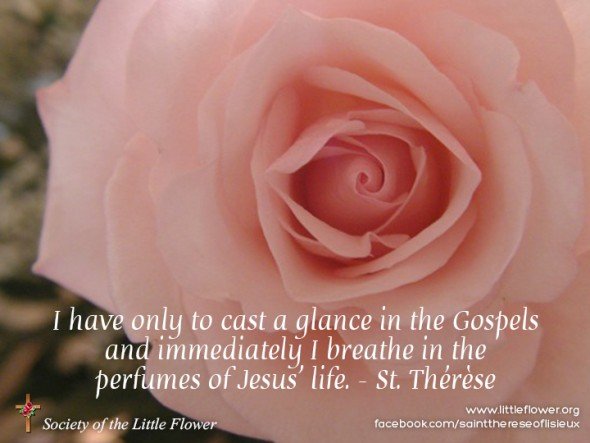 Beautiful pink colored rose