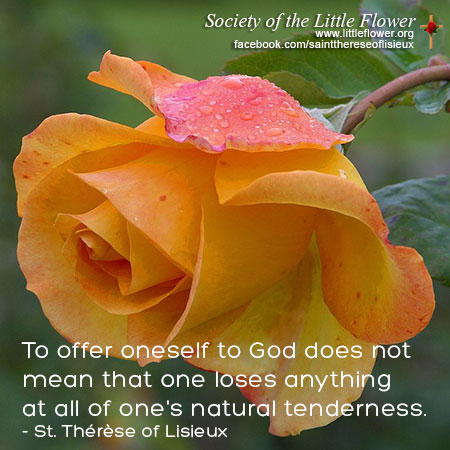 Photo of rose blossom