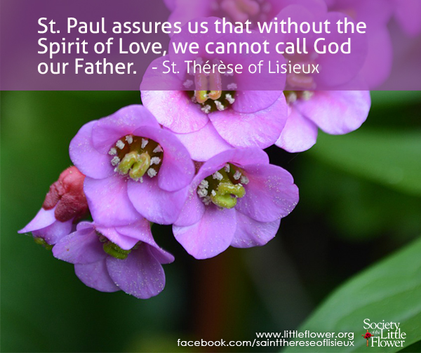 Photo of purple orchid blossoms