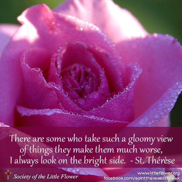 Pink rose bloom