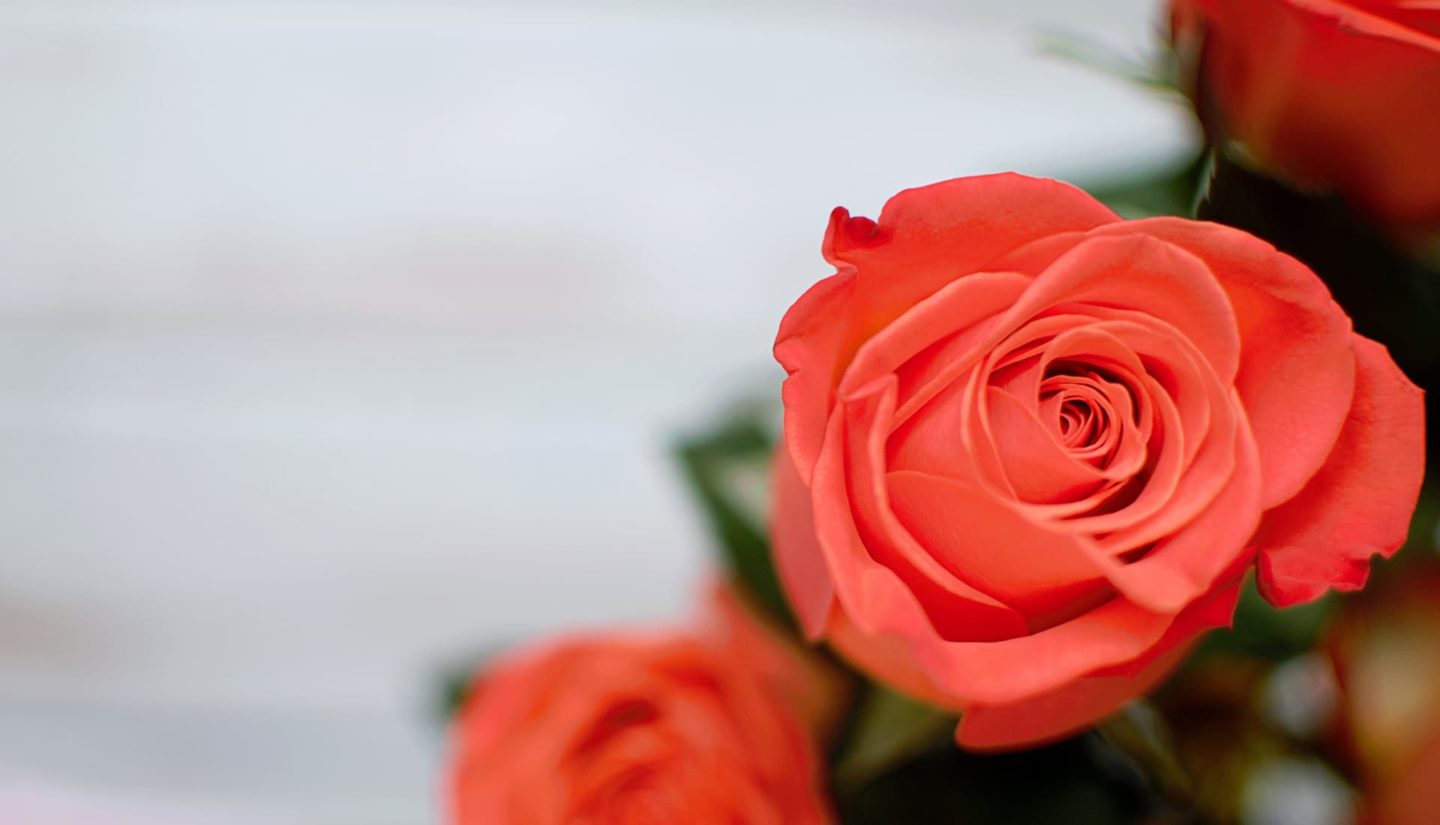 Coral colored roses by Isabella and Louisa Fischer