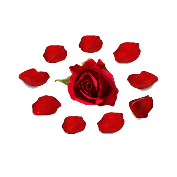 Rose surrounded by circle of petals