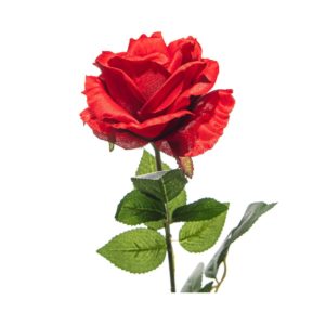 Feast day rose