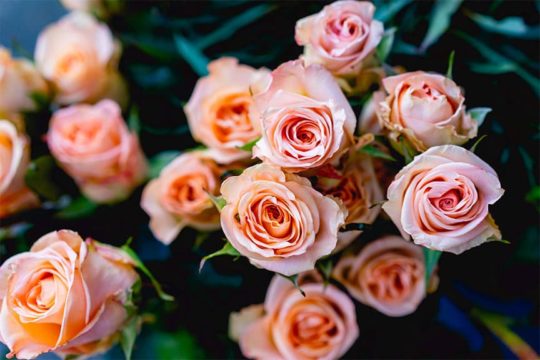 Beautiful pink roses