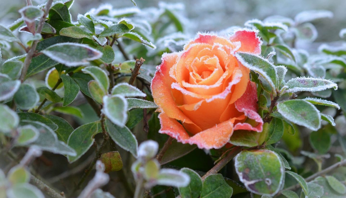 Orange Rose with winter frost