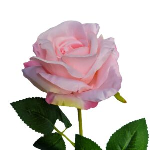 2022 Blessed Feast Day Rose