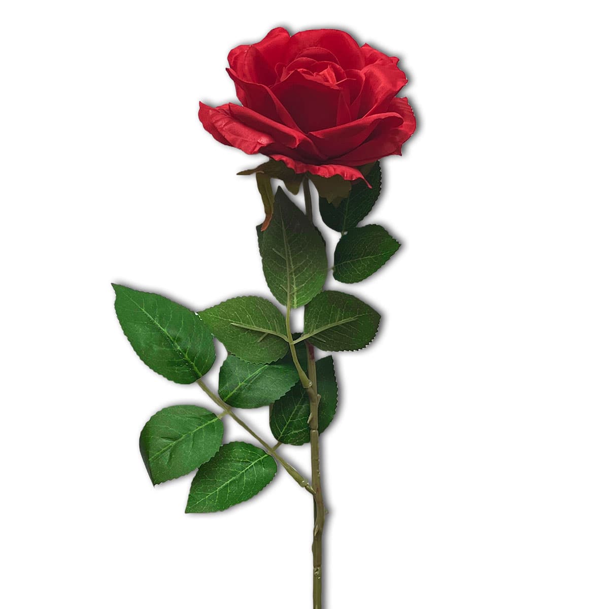 St Therese Feast Day Red Rose - Society of the Little Flower - US