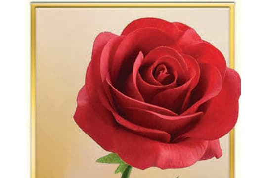 Feast Day Red Rose 2024