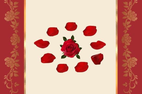 rose petals surrounding a rose